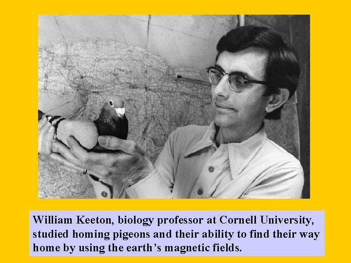 William Keeton, biology professor at Cornell University, studied homing pigeons and their ability to