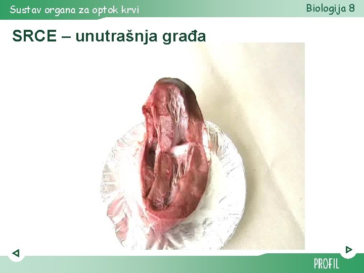 Sustav organa za optok krvi SRCE – unutrašnja građa Biologija 8 Sustav organa za optok krvi SRCE – unutrašnja građa Biologija 8