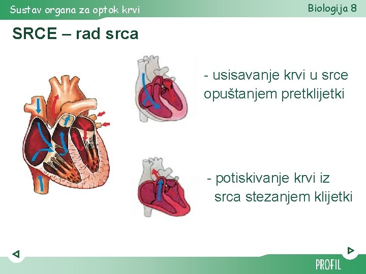Sustav organa za optok krvi Biologija 8 SRCE – rad srca - usisavanje krvi Sustav organa za optok krvi Biologija 8 SRCE – rad srca - usisavanje krvi