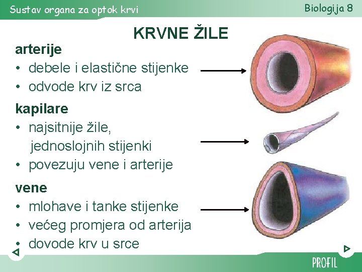 Sustav organa za optok krvi KRVNE ŽILE arterije • debele i elastične stijenke • Sustav organa za optok krvi KRVNE ŽILE arterije • debele i elastične stijenke •