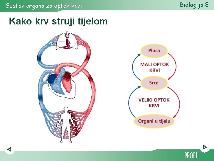 Sustav organa za optok krvi Kako krv struji tijelom Biologija 8 Sustav organa za optok krvi Kako krv struji tijelom Biologija 8