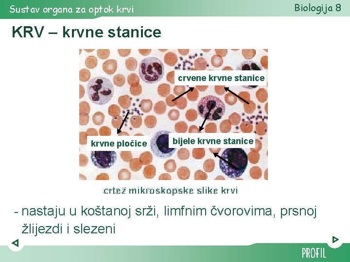 Biologija 8 Sustav organa za optok krvi KRV – krvne stanice crvene krvne stanice Biologija 8 Sustav organa za optok krvi KRV – krvne stanice crvene krvne stanice