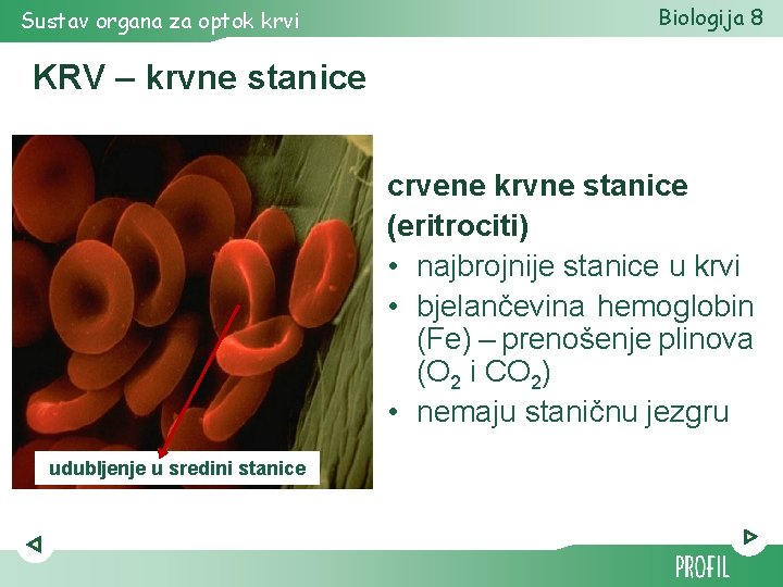 Sustav organa za optok krvi Biologija 8 KRV – krvne stanice crvene krvne stanice Sustav organa za optok krvi Biologija 8 KRV – krvne stanice crvene krvne stanice