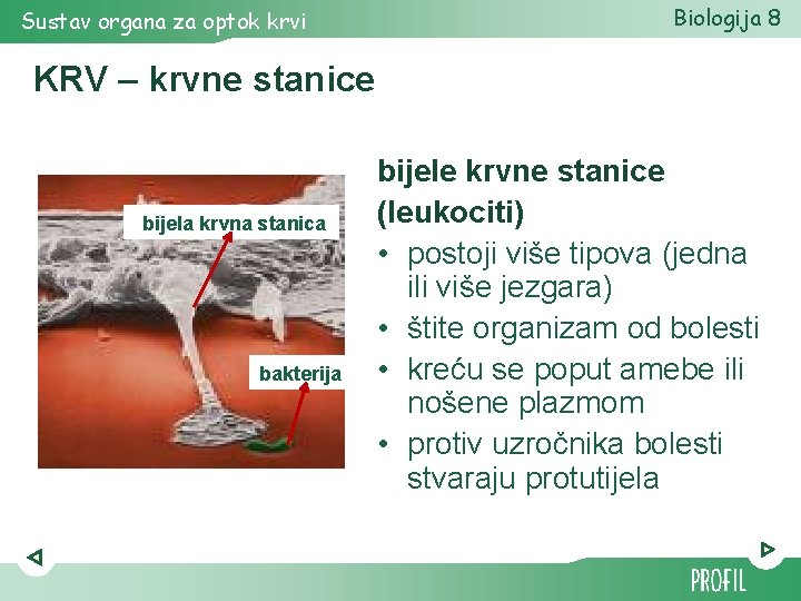 Sustav organa za optok krvi Biologija 8 KRV – krvne stanice bijela krvna stanica Sustav organa za optok krvi Biologija 8 KRV – krvne stanice bijela krvna stanica