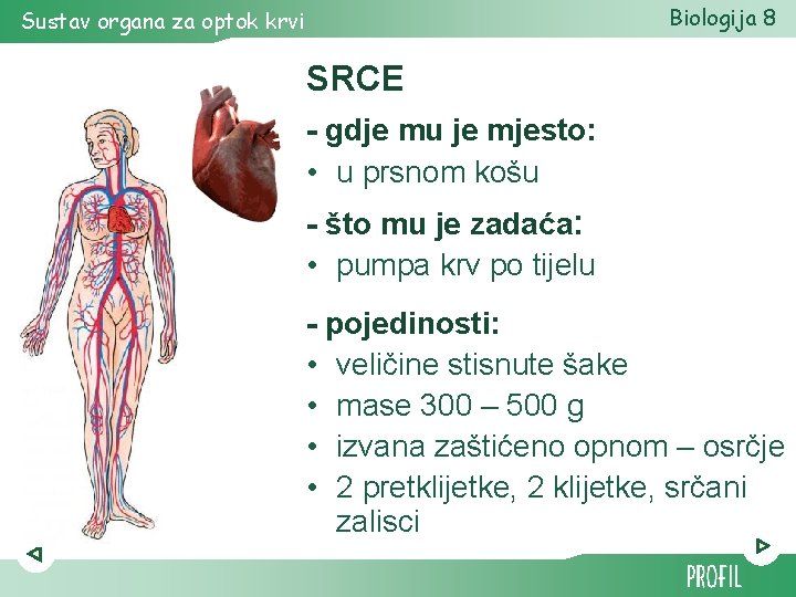 Biologija 8 Sustav organa za optok krvi SRCE - gdje mu je mjesto: • Biologija 8 Sustav organa za optok krvi SRCE - gdje mu je mjesto: •