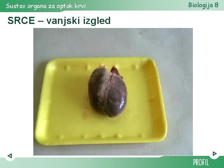 Sustav organa za optok krvi SRCE – vanjski izgled Biologija 8 Sustav organa za optok krvi SRCE – vanjski izgled Biologija 8