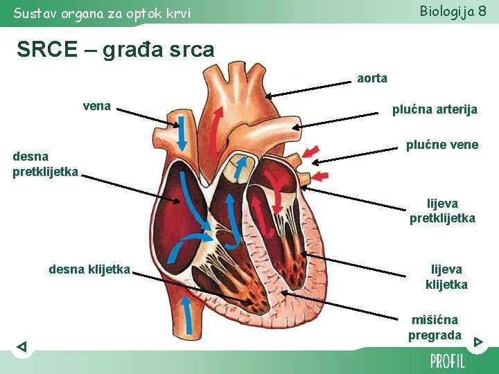 Biologija 8 Sustav organa za optok krvi SRCE – građa srca aorta vena desna Biologija 8 Sustav organa za optok krvi SRCE – građa srca aorta vena desna