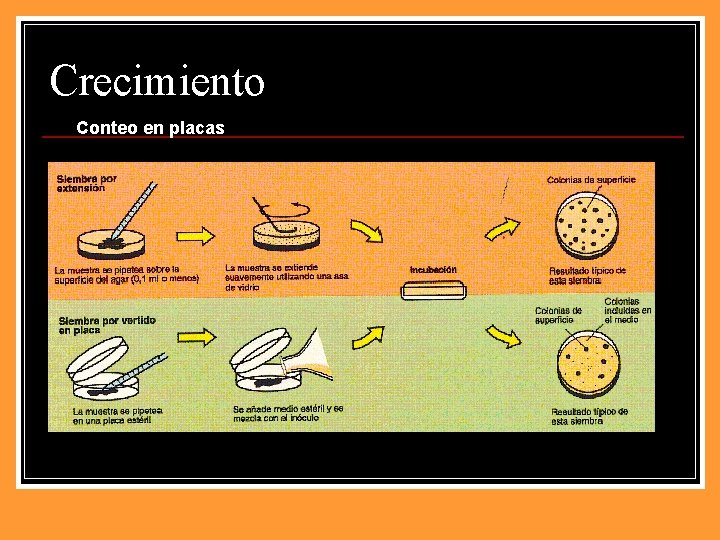 Crecimiento Conteo en placas 