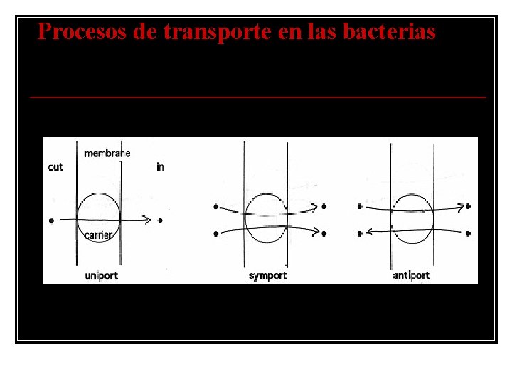 Procesos de transporte en las bacterias Cotransporte 
