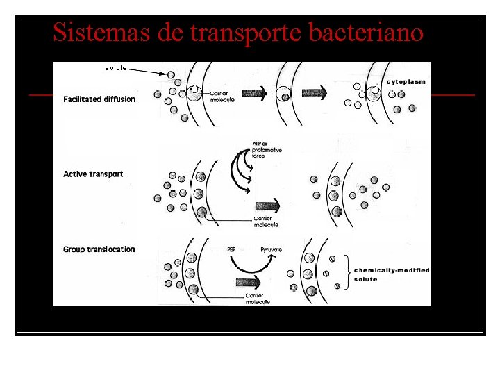 Sistemas de transporte bacteriano 