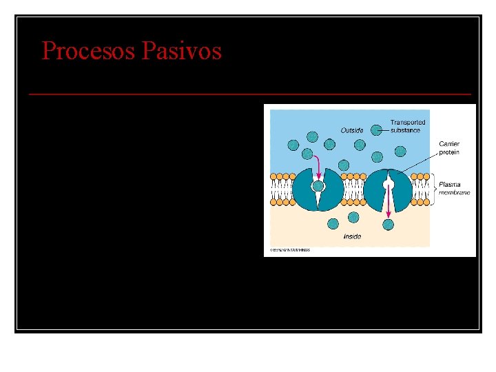 Procesos Pasivos 1. Difusión 2. Osmosis 3. Difusión facilitada uso de permeasas 