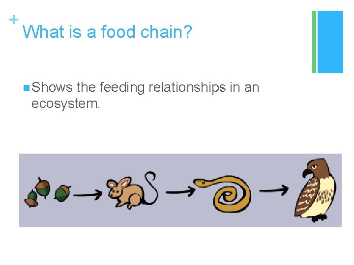 + What is a food chain? n Shows the feeding relationships in an ecosystem.