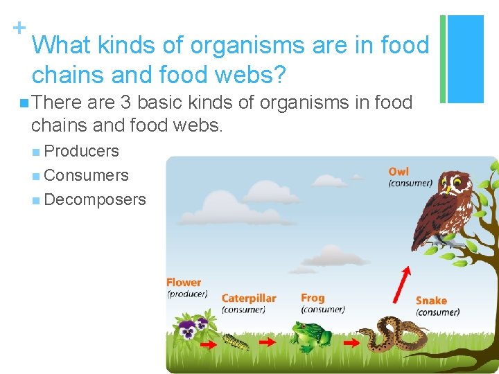 + What kinds of organisms are in food chains and food webs? n There