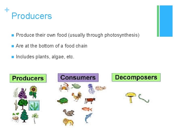 + Producers n Produce their own food (usually through photosynthesis) n Are at the