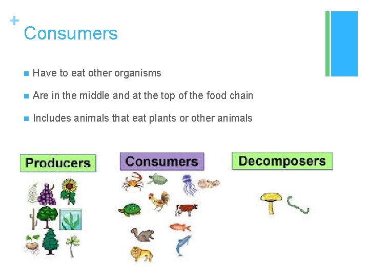 + Consumers n Have to eat other organisms n Are in the middle and