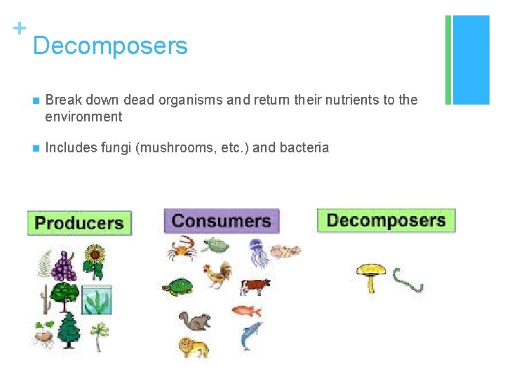 + Decomposers n Break down dead organisms and return their nutrients to the environment