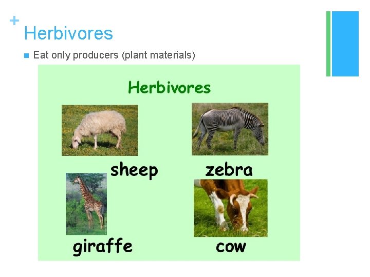 + Herbivores n Eat only producers (plant materials) 