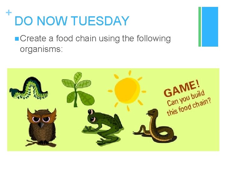 + DO NOW TUESDAY n Create a food chain using the following organisms: 