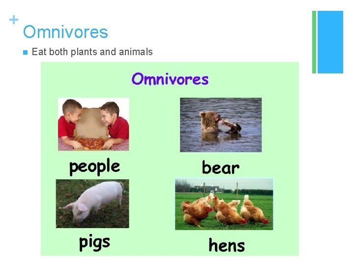 + Omnivores n Eat both plants and animals 