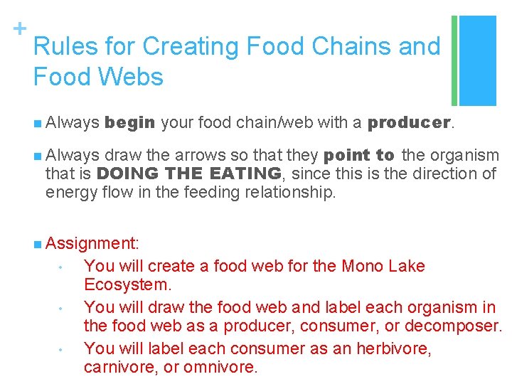 + Rules for Creating Food Chains and Food Webs n Always begin your food