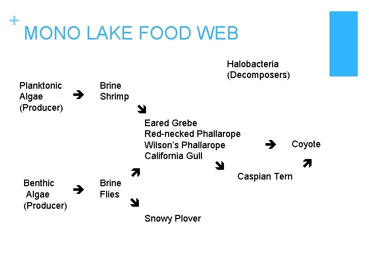 + MONO LAKE FOOD WEB Halobacteria (Decomposers) Planktonic Algae (Producer) Brine Shrimp Eared Grebe