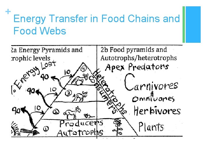 + Energy Transfer in Food Chains and Food Webs 