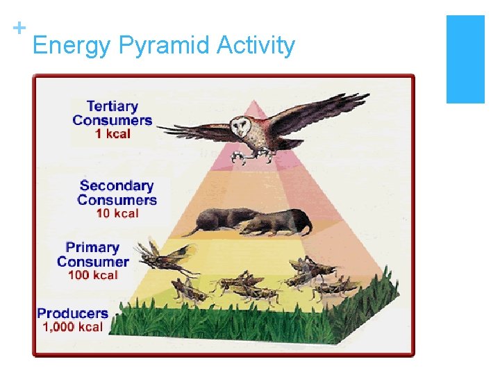 + Energy Pyramid Activity 