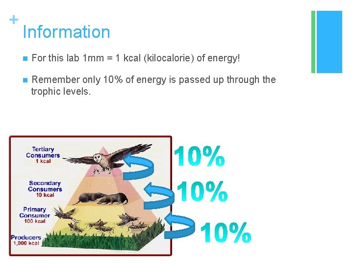 + Information n For this lab 1 mm = 1 kcal (kilocalorie) of energy!