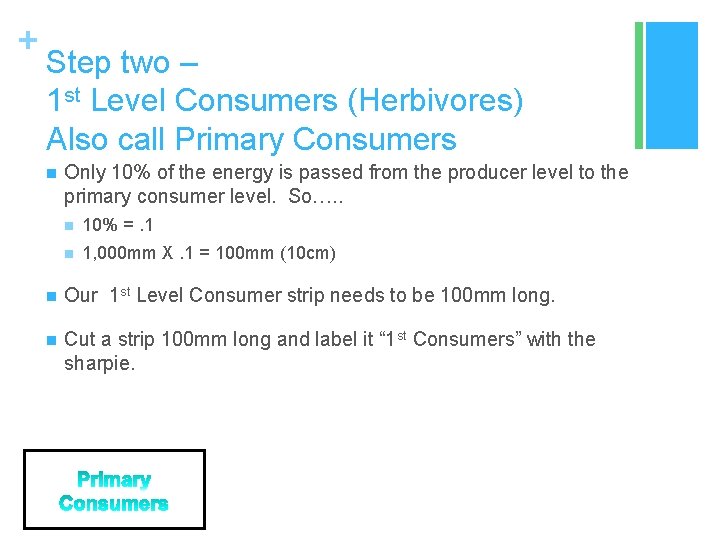 + Step two – 1 st Level Consumers (Herbivores) Also call Primary Consumers n