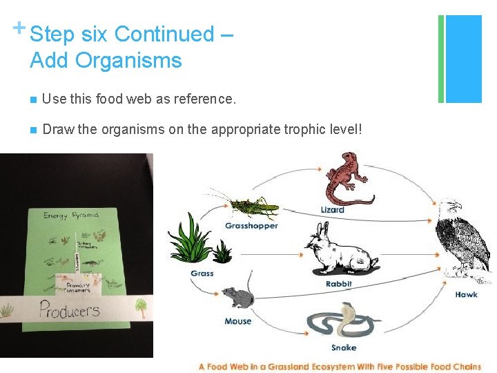 + Step six Continued – Add Organisms n Use this food web as reference.