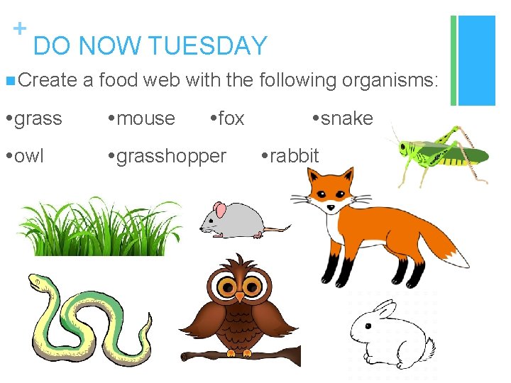 + DO NOW TUESDAY n Create a food web with the following organisms: grass
