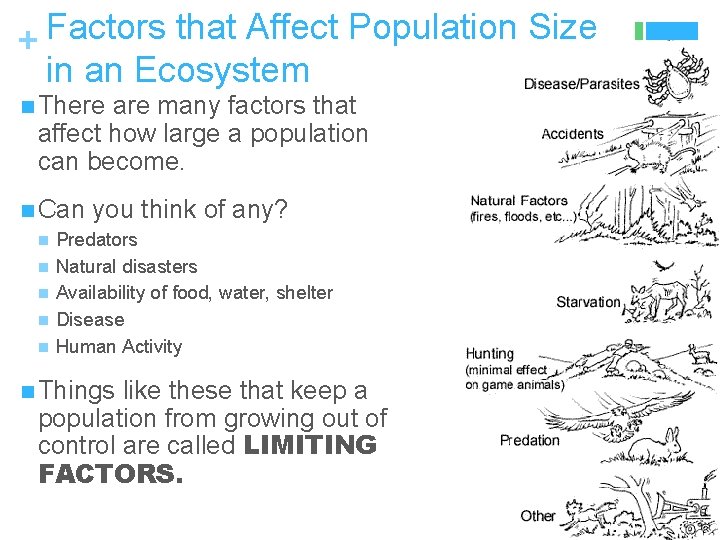 Factors that Affect Population Size + in an Ecosystem n There are many factors