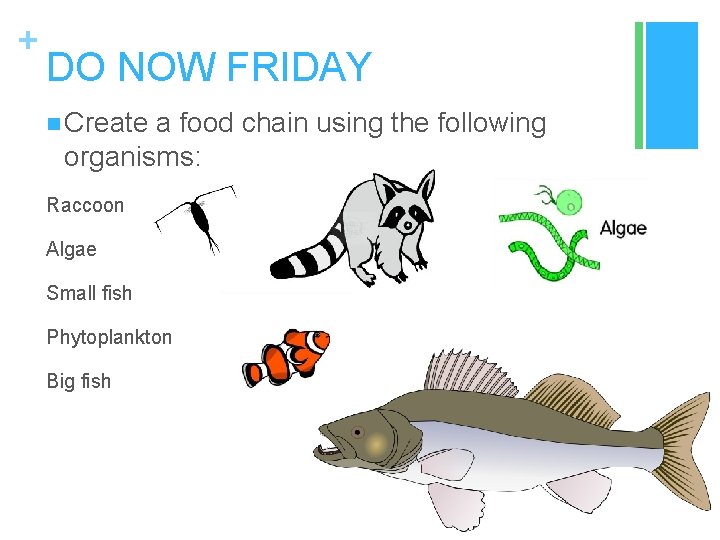 + DO NOW FRIDAY n Create a food chain using the following organisms: Raccoon