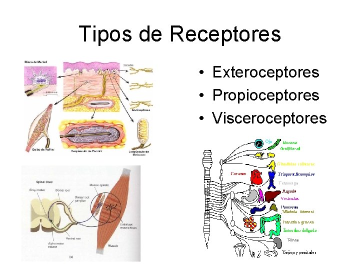 Tipos de Receptores • Exteroceptores • Propioceptores • Visceroceptores 