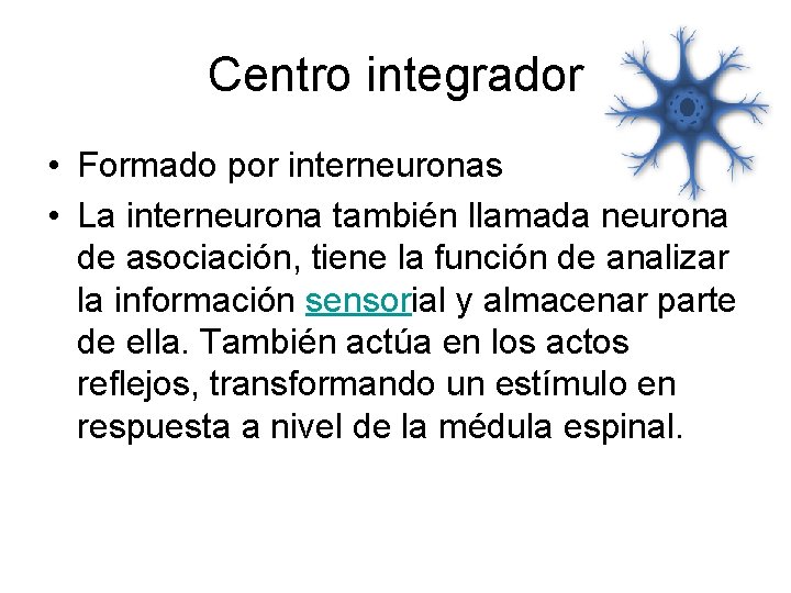 Centro integrador • Formado por interneuronas • La interneurona también llamada neurona de asociación,