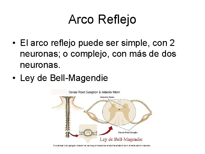 Arco Reflejo • El arco reflejo puede ser simple, con 2 neuronas; o complejo,