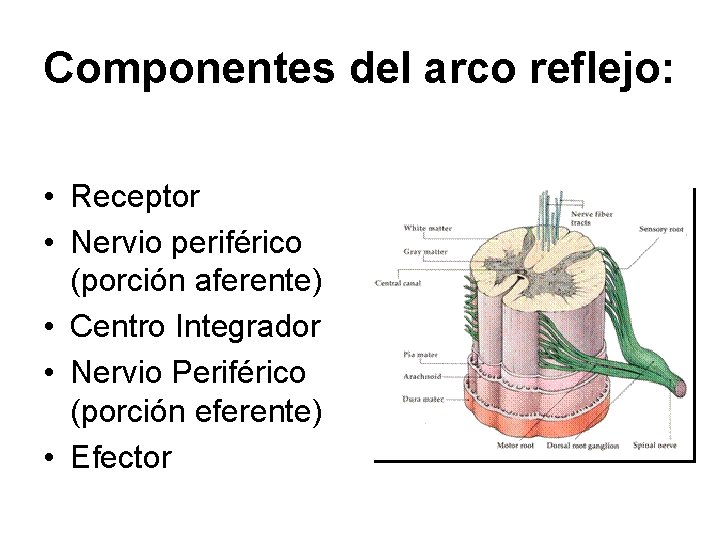 Componentes del arco reflejo: • Receptor • Nervio periférico (porción aferente) • Centro Integrador