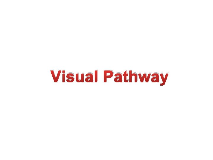 Visual Pathway 