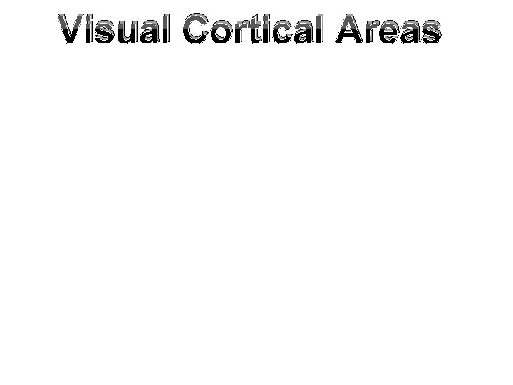 Visual Cortical Areas 