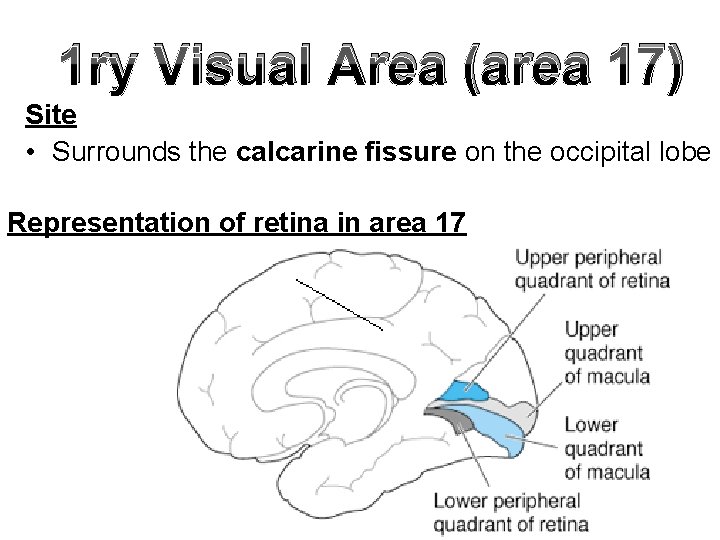 1 ry Visual Area (area 17) Site • Surrounds the calcarine fissure on the