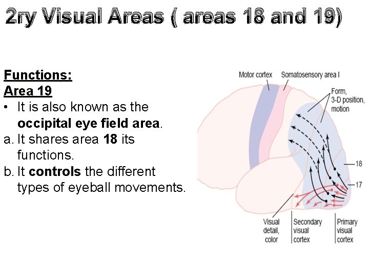 2 ry Visual Areas ( areas 18 and 19) Functions: Area 19 • It