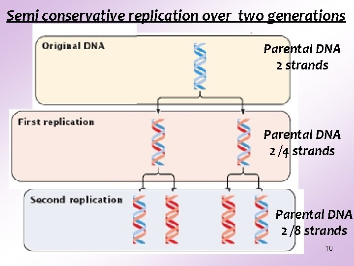 Semi conservative replication over two generations Parental DNA 2 strands Parental DNA 2 /4