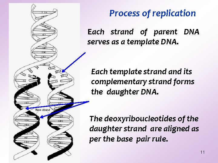 Process of replication Each strand of parent DNA serves as a template DNA. Each