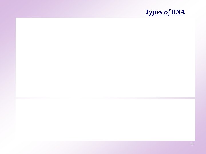 Types of RNA m. RNA Messenger RNA carries information on how to construct a