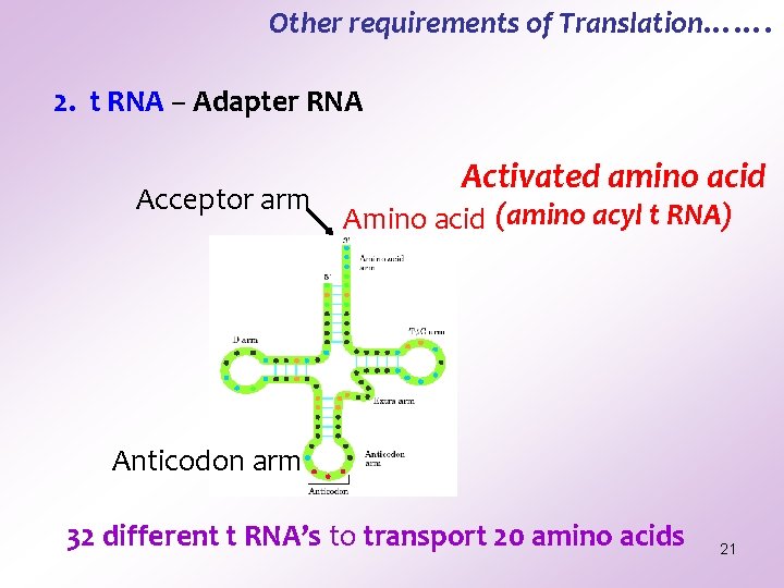 Other requirements of Translation……. 2. t RNA – Adapter RNA Acceptor arm Activated amino