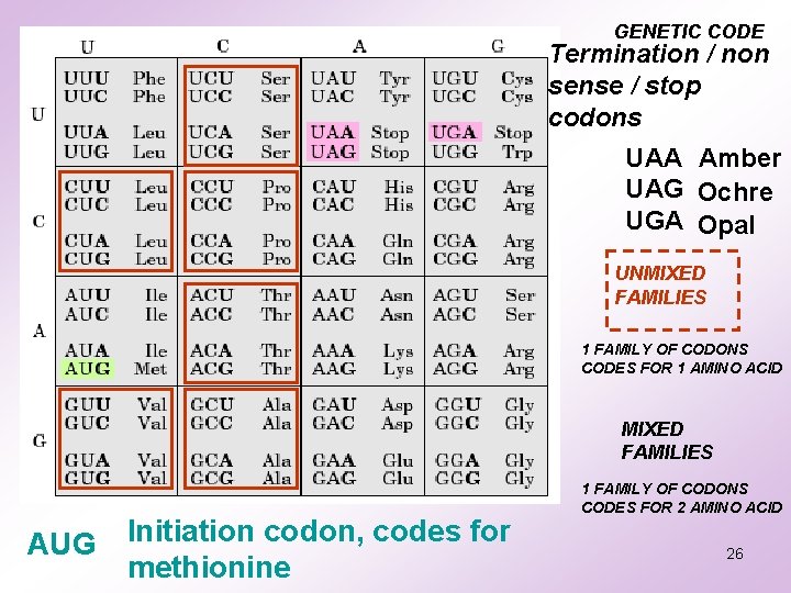 GENETIC CODE Termination / non sense / stop codons UAA Amber UAG Ochre UGA