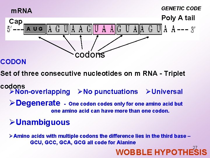 GENETIC CODE m. RNA Cap Poly A tail A UG codons CODON Set of