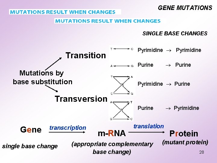 GENE MUTATIONS SINGLE BASE CHANGES Transition Pyrimidine Purine Mutations by base substitution Pyrimidine Purine