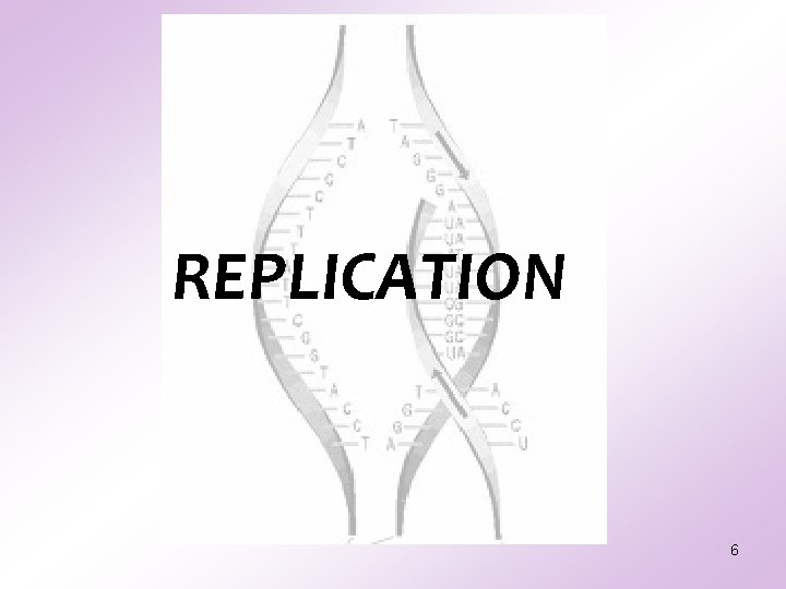 REPLICATION 6 