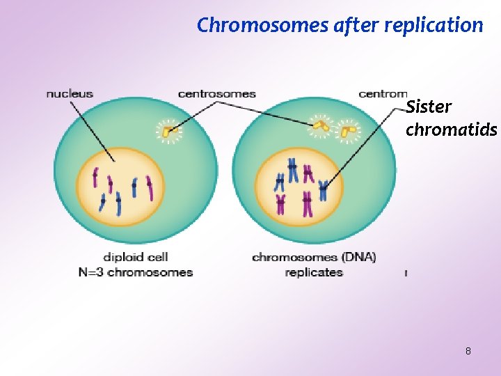 Chromosomes after replication Sister chromatids 8 